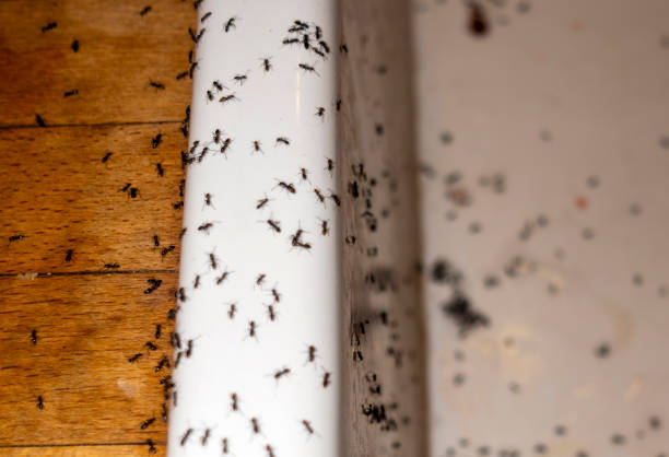 Best Local Pest Control Services  in Athens, OH